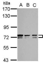 Bestrophin 1 Antibody in Western Blot (WB)