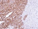 FDFT1 Antibody in Immunohistochemistry (Paraffin) (IHC (P))