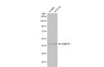 FDFT1 Antibody in Western Blot (WB)