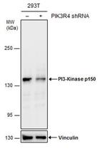 PIK3R4 Antibody