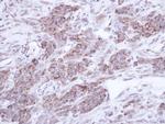 TNIP2 Antibody in Immunohistochemistry (Paraffin) (IHC (P))