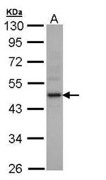 Creatine Kinase MB Antibody in Western Blot (WB)