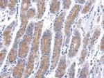 HSD17B6 Antibody in Immunohistochemistry (Paraffin) (IHC (P))