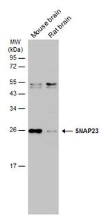 SNAP23 Antibody in Western Blot (WB)