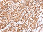 14-3-3 epsilon Antibody in Immunohistochemistry (Paraffin) (IHC (P))