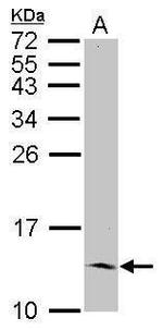 ID2 Antibody in Western Blot (WB)