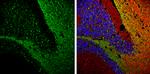 Glutamine Synthetase Antibody in Immunohistochemistry (Frozen) (IHC (F))