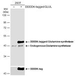 Glutamine Synthetase Antibody in Western Blot (WB)