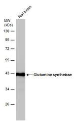 Glutamine Synthetase Antibody in Western Blot (WB)