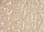 HIBCH Antibody in Immunohistochemistry (Paraffin) (IHC (P))