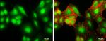 CHOP Antibody in Immunocytochemistry (ICC/IF)