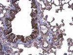 UBE2D1 Antibody in Immunohistochemistry (Paraffin) (IHC (P))