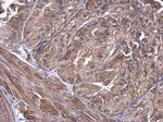 UBE2D1 Antibody in Immunohistochemistry (Paraffin) (IHC (P))