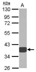 AKR1D1 Antibody in Western Blot (WB)