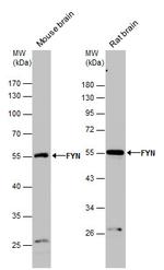 Fyn Antibody in Western Blot (WB)