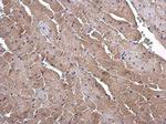 ORNT1 Antibody in Immunohistochemistry (Paraffin) (IHC (P))