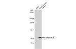 SMARCAL1 Antibody in Western Blot (WB)