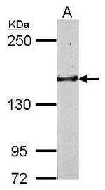 GLG1 Antibody in Western Blot (WB)