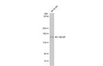 GLG1 Antibody in Western Blot (WB)