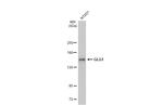 GLG1 Antibody in Western Blot (WB)