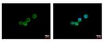 CSF3R Antibody in Immunocytochemistry (ICC/IF)