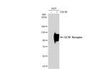 CSF3R Antibody in Western Blot (WB)