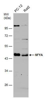 NFYA Antibody in Western Blot (WB)