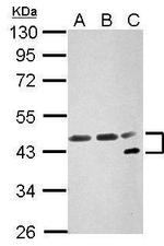 NFYA Antibody in Western Blot (WB)