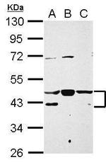 NFYA Antibody in Western Blot (WB)