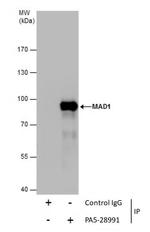 MAD1 Antibody in Immunoprecipitation (IP)