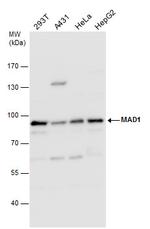 MAD1 Antibody in Western Blot (WB)