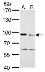 MAD1 Antibody in Western Blot (WB)