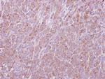 eIF2b alpha Antibody in Immunohistochemistry (Paraffin) (IHC (P))