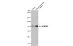 SEMA4A Antibody in Western Blot (WB)