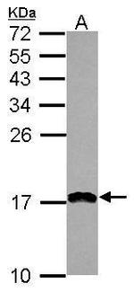 PDCD5 Antibody in Western Blot (WB)