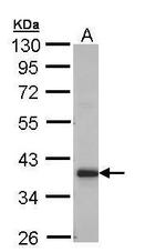 GRHPR Antibody in Western Blot (WB)