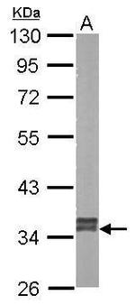 GRHPR Antibody in Western Blot (WB)