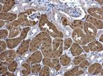 KHK Antibody in Immunohistochemistry (Paraffin) (IHC (P))