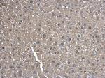 KHK Antibody in Immunohistochemistry (Paraffin) (IHC (P))