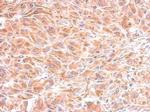 IMPA1 Antibody in Immunohistochemistry (Paraffin) (IHC (P))