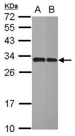 IMPA1 Antibody in Western Blot (WB)