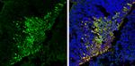 PGP9.5 Antibody in Immunohistochemistry (Frozen) (IHC (F))