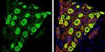 PGP9.5 Antibody in Immunohistochemistry (Paraffin) (IHC (P))