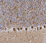 PGP9.5 Antibody in Immunohistochemistry (Paraffin) (IHC (P))