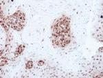 RbAp46 Antibody in Immunohistochemistry (Paraffin) (IHC (P))