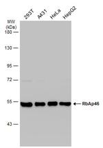 RbAp46 Antibody in Western Blot (WB)