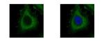 Dynamin 2 Antibody in Immunocytochemistry (ICC/IF)