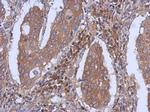 Dynamin 2 Antibody in Immunohistochemistry (Paraffin) (IHC (P))