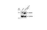 RAB5 Antibody in Western Blot (WB)