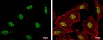 DNA-PK Antibody in Immunocytochemistry (ICC/IF)